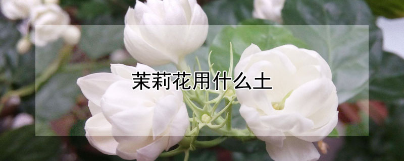 茉莉花用什么土