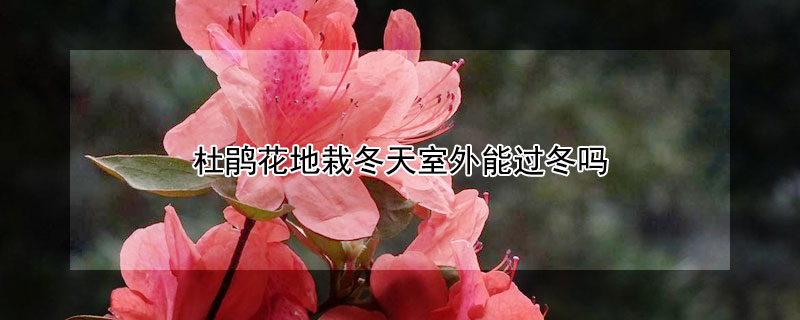 杜鹃花地栽冬天室外能过冬吗