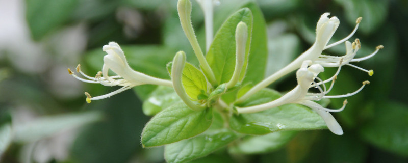 金银花和菊花的区别