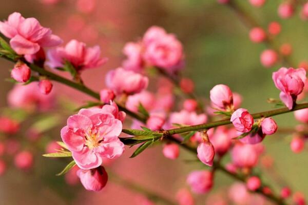 桃花用什么土栽培，使用轻壤土进行养护