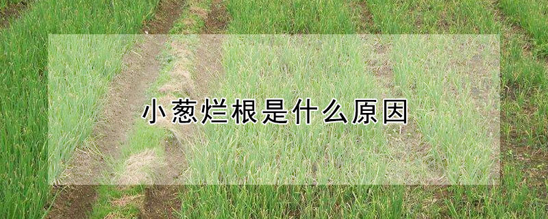 小葱烂根是什么原因