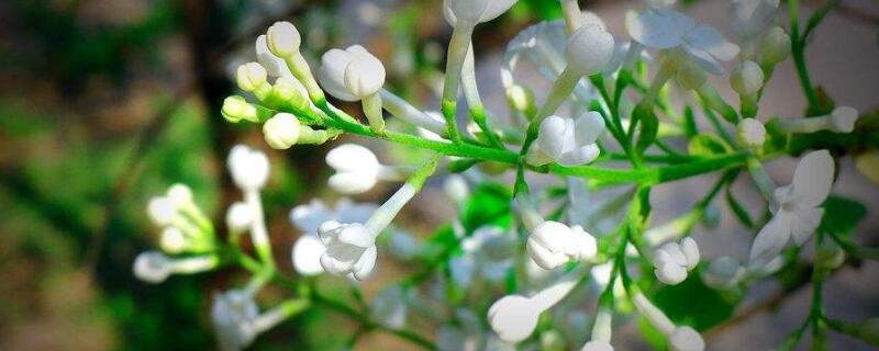 白丁香花的寓意