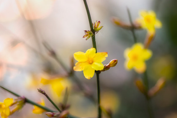 迎春花能放在阳台吗