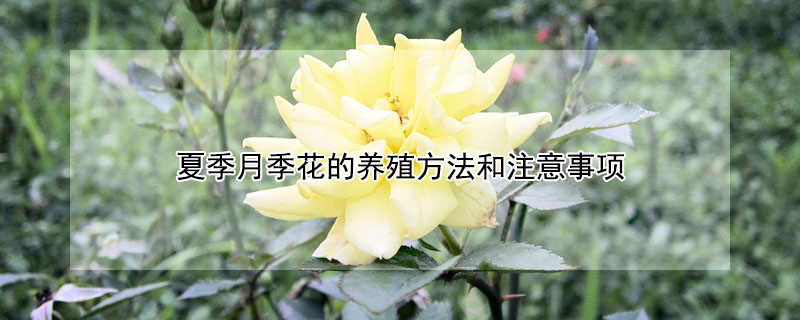 夏季月季花的养殖方法和注意事项