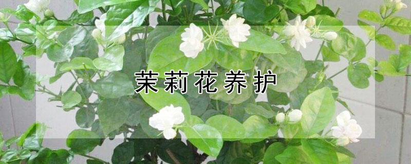 茉莉花养护