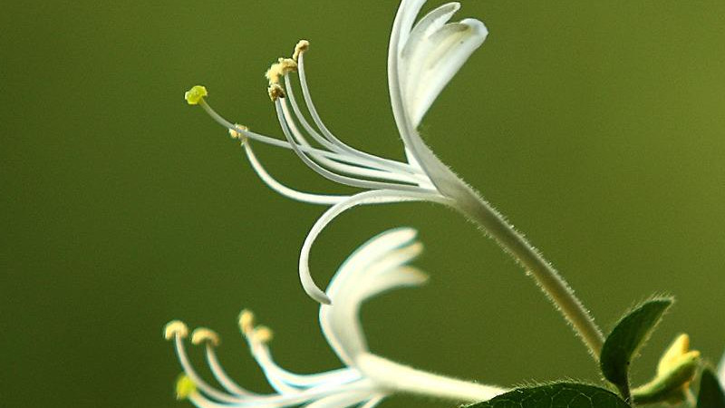 金银花有毒吗