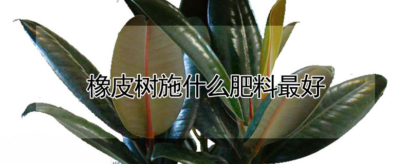 橡皮树施什么肥料最好