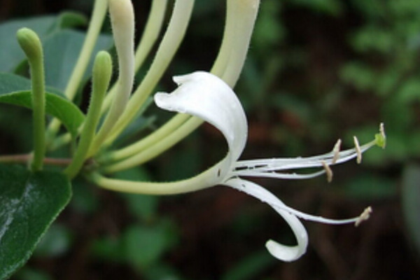 金银花春季怎样抹芽