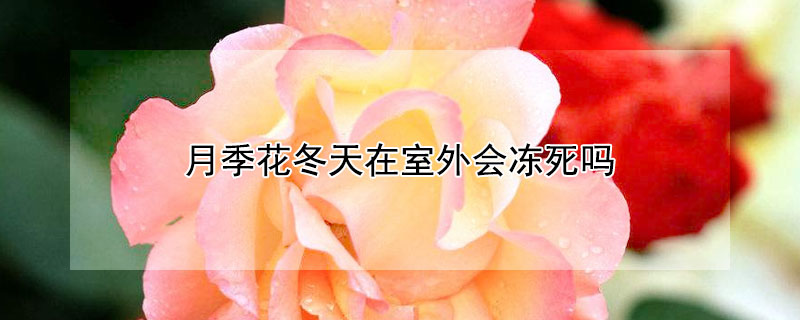 月季花冬天在室外会冻死吗