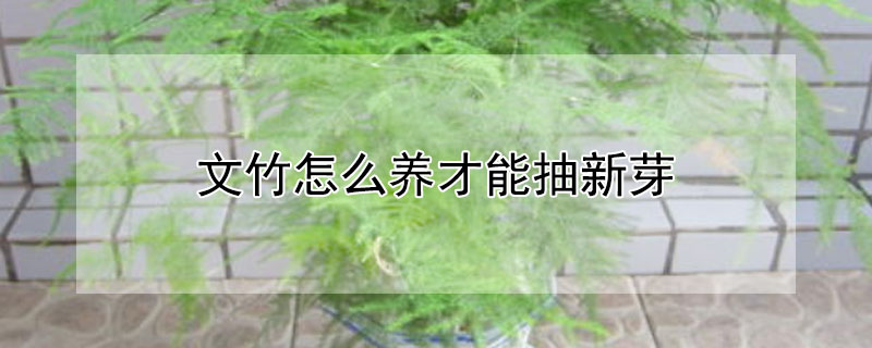 文竹怎么养才能抽新芽