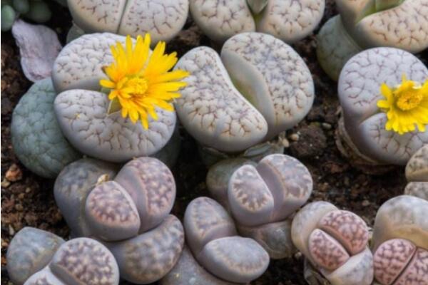 生石花烂根怎么办，切除烂根重新种植