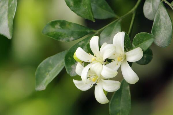 九里香的花期是什么时候，每年4月开花（花期为4个月）