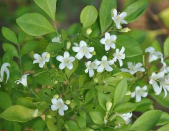 九里香花香的味道对人体有害吗，有害/导致头晕、胸闷