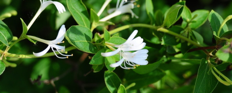 金银花果实能直接吃吗