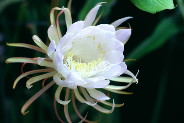 昙花什么时候开花