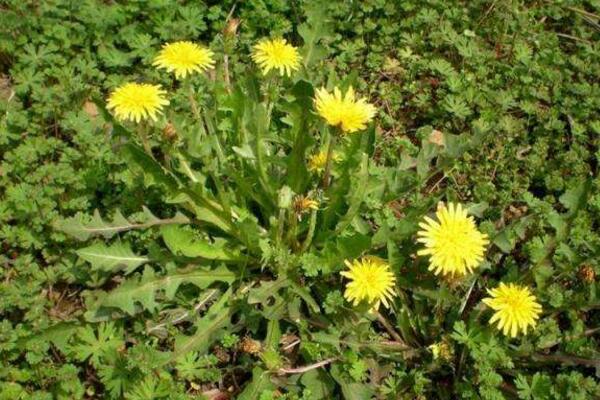 蒲公英采摘季节，春季食用秋季药用