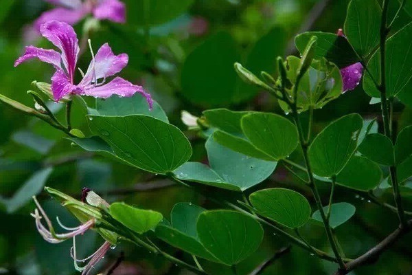 紫荆花生长快吗