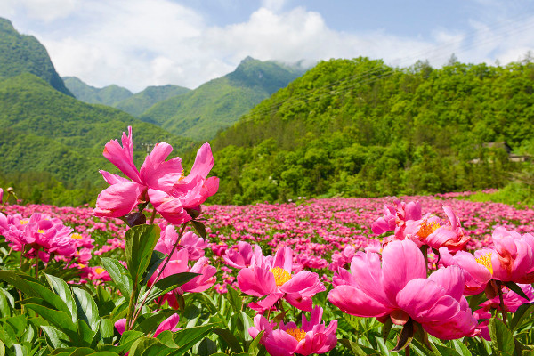 芍药花夏季开花吗