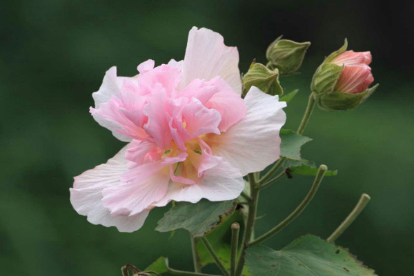 芙蓉花施肥多少为宜