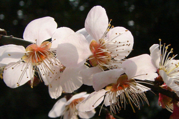 梅花夏天怕热吗