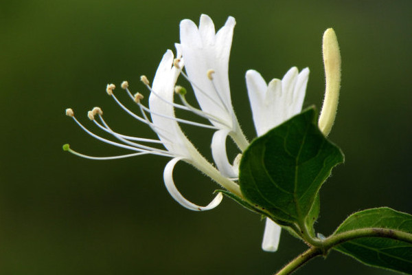 金银花秋季养殖方法