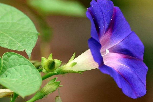 牵牛花播种需要泡种吗