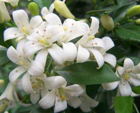 九里香花香的味道对人体有害吗，有害/导致头晕、胸闷