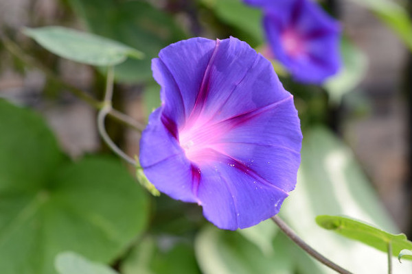 牵牛花盆栽容易开花吗