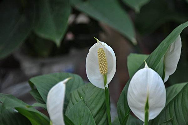 白鹤芋的种植方法