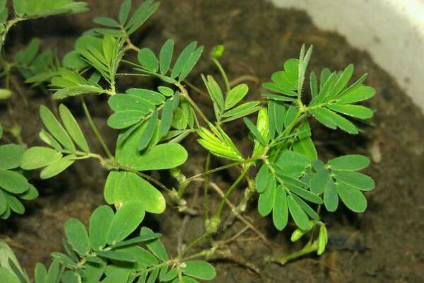 含羞草什么时候浇水，在温度适宜的时候浇水