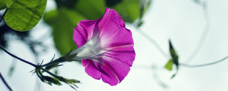 牵牛花是什么季节开的