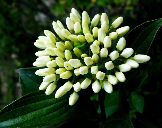 九里香的花语，代表着爱情的俘虏(美好与神圣)