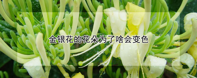 金银花的花朵为了啥会变色