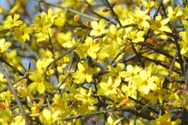 迎春花是否先有叶子后有花