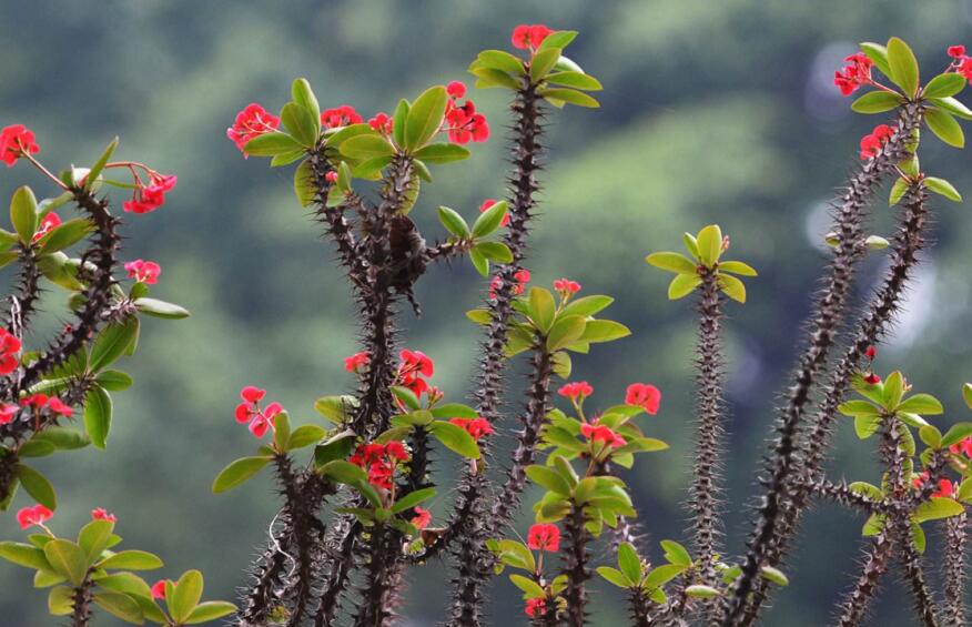 虎刺梅花期，养的好一年四季都可以开花