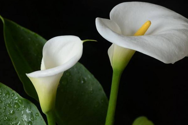 海芋花和马蹄莲的区别