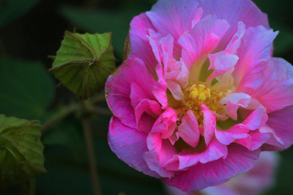 芙蓉花夏天叶黄掉落怎么办