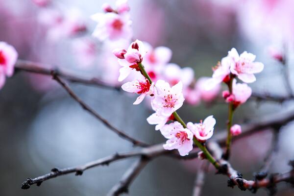 桃花种子怎么种，必须使用处理后的种子种植