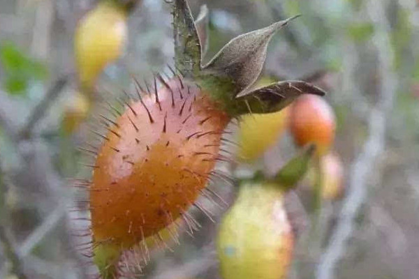 金樱子花开于什么季节