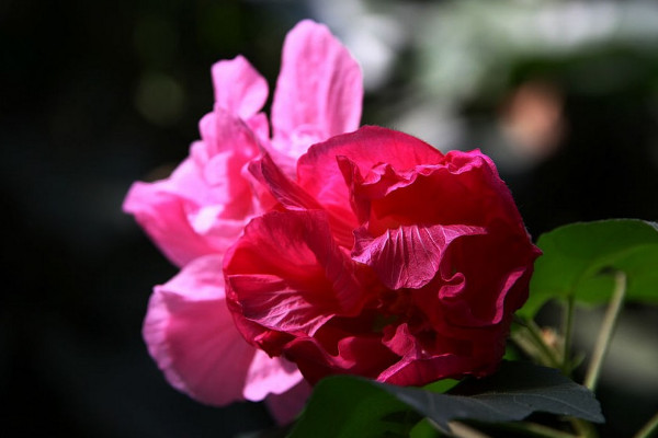 芙蓉花没根能活吗