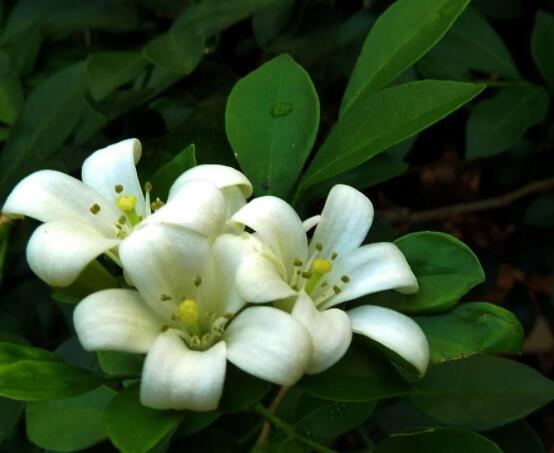 九里香花有毒吗，无毒/制作香精香料、泡茶泡酒喝