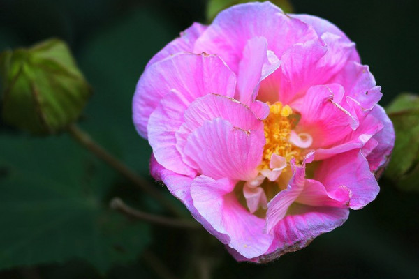 芙蓉花盆栽几月种植