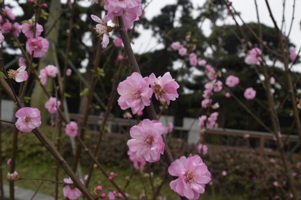 桃花种子怎么种，必须使用处理后的种子种植