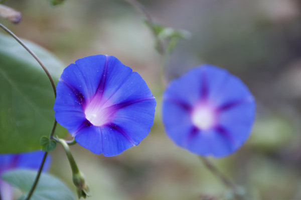 牵牛花苗的养护方法