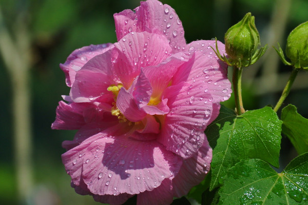 芙蓉花春天会发芽吗