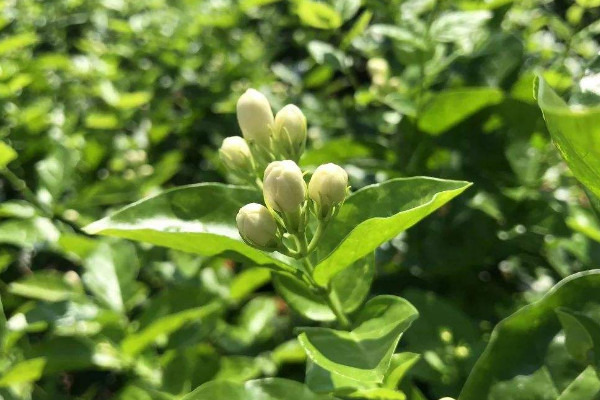 茉莉花花朵发黄