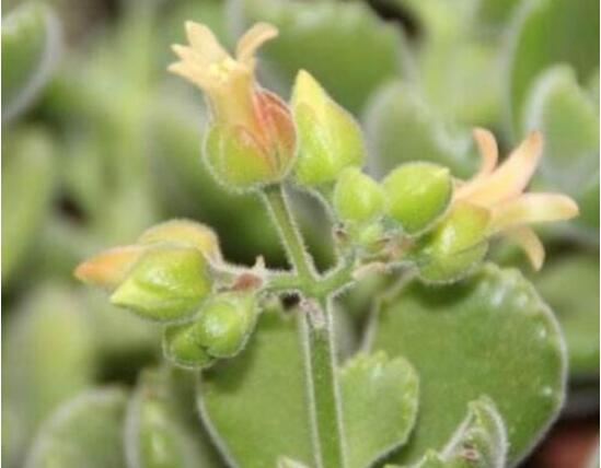 熊童子多久开花，每年7-9月间含苞盛放(夏末秋初)