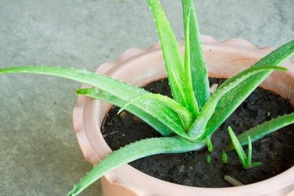 芦荟怎么移植，具体移植步骤详解