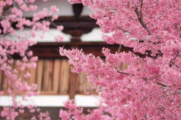 樱花树几天浇一次水，春夏秋冬四季浇水各不相同