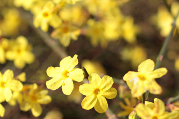 迎春花的特点